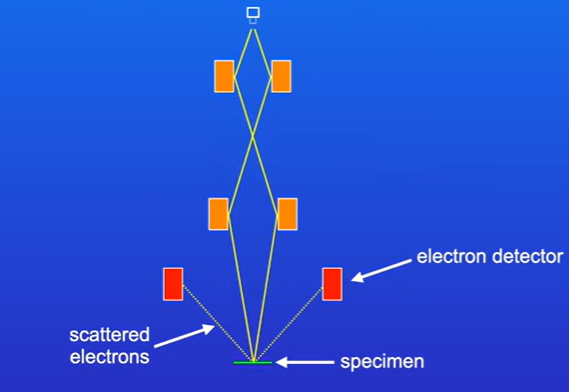 <p>The electron beam does not pass through the specimen, electrons are instead scattered from the surface of the specimen , and detected</p><p>Produces 3d images, does not require specimen to be thinly sliced, </p><p>It has a lower resolution than transmission electron microscope</p><p>Also requires specimen is coated with a metal such as gold, can lead to artefacts.</p>
