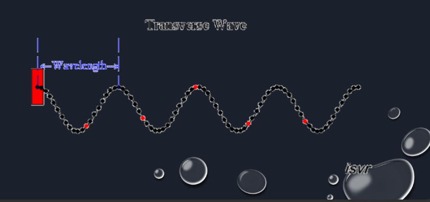 <p>●Transverse waves move the medium at right angles to the direction in which the wave moves</p>
