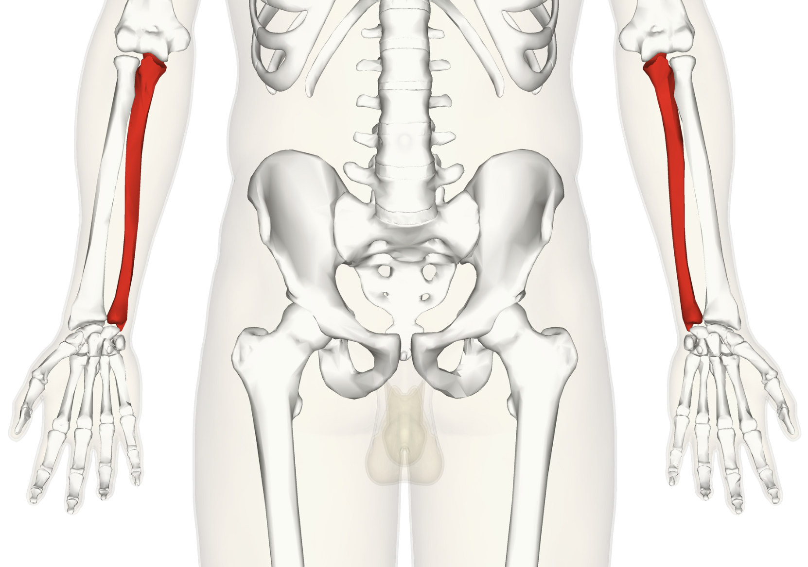 <p>Medial forearm bone. </p>