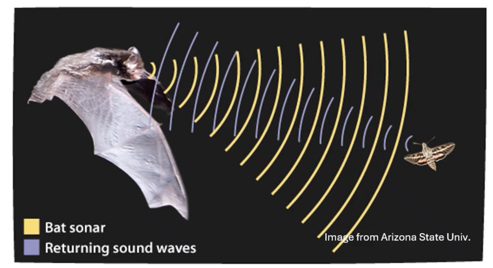 <p>they produce sound and listen/gain information from returning echoes - this information is used to locate prey and navigate the environment</p>
