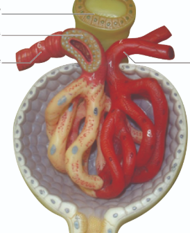 <p>label words</p><p>jg cells</p><p>afferent arteriole</p><p>efferent arteriole</p><p>macula densa of dct</p>