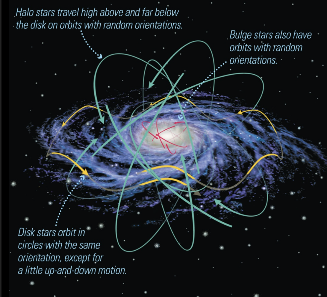 <ul><li><p>Younger stars, gas, and dust</p></li><li><p>Stars in the disk all orbit in the same direction (Rotate flat like a pancake)</p></li></ul><p></p>