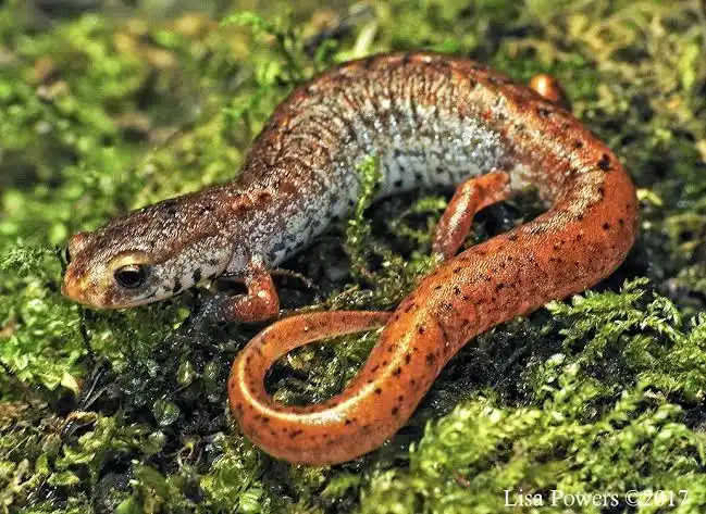 <p><span>Four-toed salamander</span></p>
