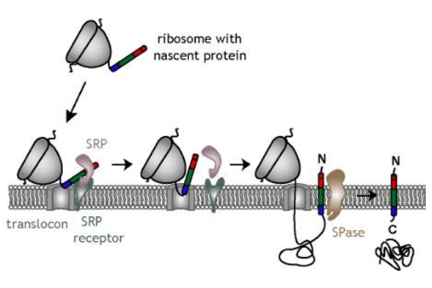 <p>The SRP protein binds to the ribosomal A-site, inhibiting translation. The SRP and SR are both G proteins. The GTP portion of the SR and SRP bind together, activating GTPase activity that converts GTP to GDP, releasing the SRP and GDP portions of the SR from the ribosome-SR complex. This allows translation to continue and the growing amino acid chain is fed through the SR gate into the ER.</p>