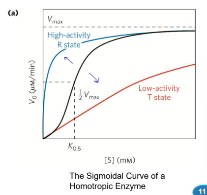 <p><strong><u>Allosteric Enzymes</u></strong></p><ul><li><p>Plot of <strong>V0 versus [S]</strong> usually produce a _________, rather than a <span style="color: purple;"><strong><em>hyperbolic curve</em></strong></span>. </p></li><li><p><mark data-color="yellow" style="background-color: yellow; color: inherit;">[S]0.5 or K0.5 represents the [S] giving half-maximal velocity</mark> of the reaction which is different from the Km</p></li></ul><p></p>