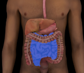 <p>form pyloric sphincter to ileocecal valve to join the large intestine, duodenum, jejunum, and ileum. Finishes chemical digestion, absorbs 90% of nutrients</p>