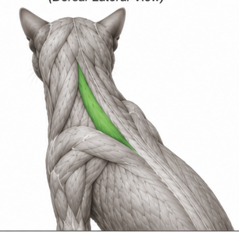 <p>What cat muscle is this?</p>