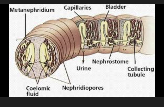 <p>metanephridia</p>