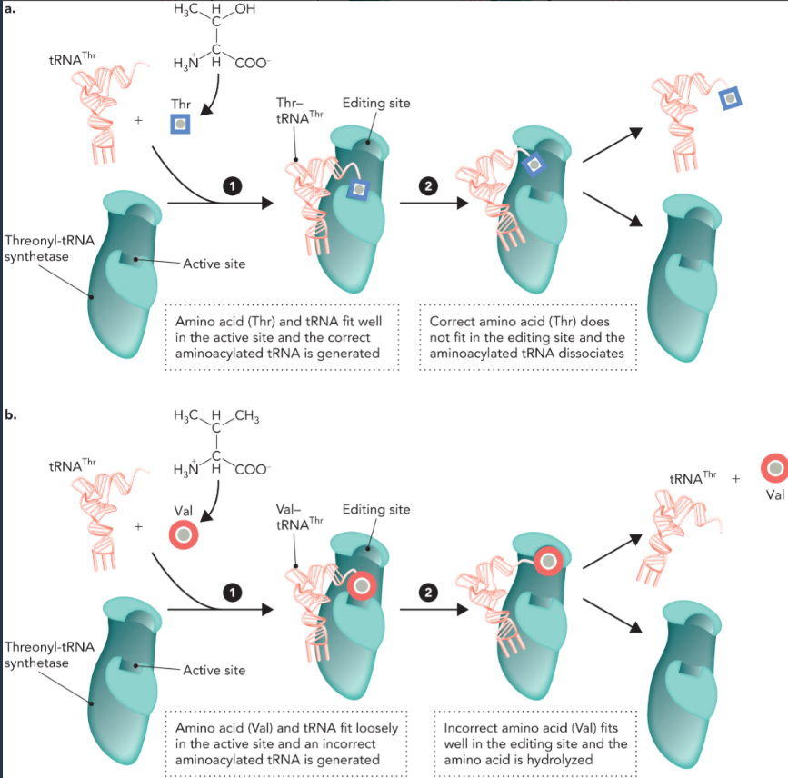 <ul><li><p>if the correct tRNA and cognate amino acid bind to the active site in step 1 then aminoacylation occurs in the active site and the aminoacylated tRNA is not hydrolyzed by the editing site in step 2</p></li><li><p>when a chemically similar but incorrect amino acid binds loosely to the active site with the same tRNA in step 1, then the aminoacylated tRNA is still generated. But the incorrect amino acid is hydrolyzed at the editing site in step 2</p></li></ul><p></p>