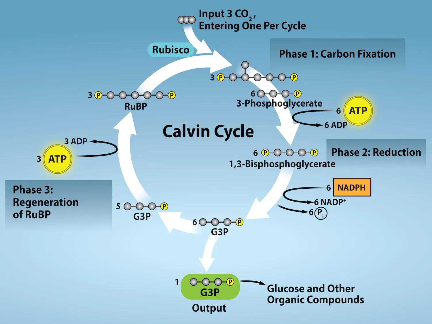 <p>-carbon dioxide is transformed into 3-PGA by the enzyme RuBisCO</p><p>-6 carbon molecule breaks into two 3 carbon molecules</p><p>-called carbon fixation because carbon dioxide is “fixed” from an inorganic form into organic molecules</p>
