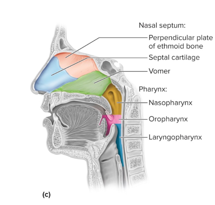 <p>responsible for airflow and digestion: it is posterior to larynx, from epiglottis to cricoid cartilage, its also where the esophagus begins</p>