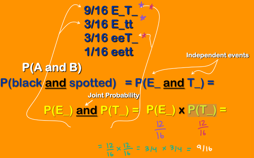 <p><strong><em>Joint Probability Example (3)</em></strong></p><ul><li><p>Focus on each separate set of alleles! not the particular event where they both happen to occur! </p></li></ul><p></p>