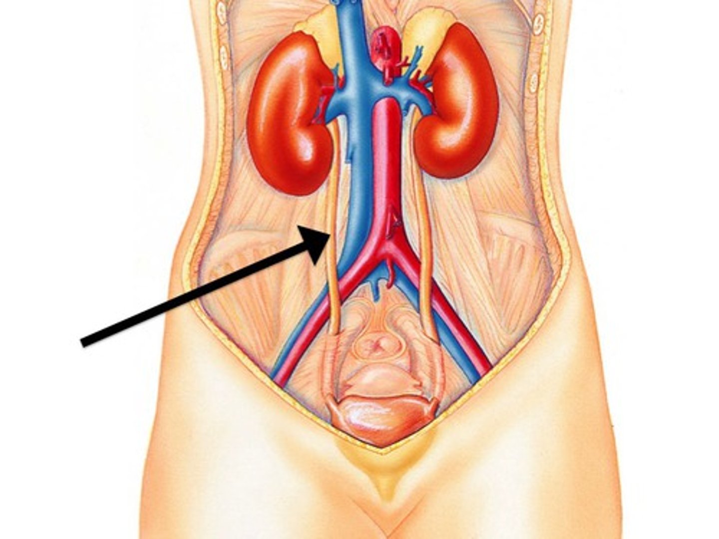 <p>what is the function of the ureters?</p>