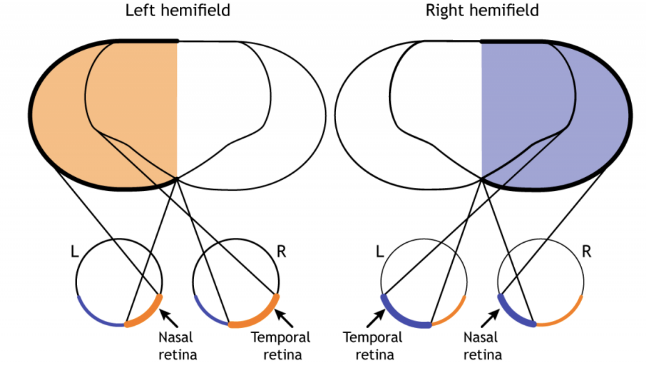 <ul><li><p>left hemifield - right side of each eye</p><ul><li><p>left eye: nasal retina - more closer to the nose</p></li><li><p>right eye: temporal retina - away from the nose</p></li></ul></li><li><p>Right hemifield - left side of each eye</p><ul><li><p>Left eye: temporal retina - away from the nose</p></li><li><p>eight eye: nasal retina - closer to the nose</p></li></ul></li></ul><p></p>