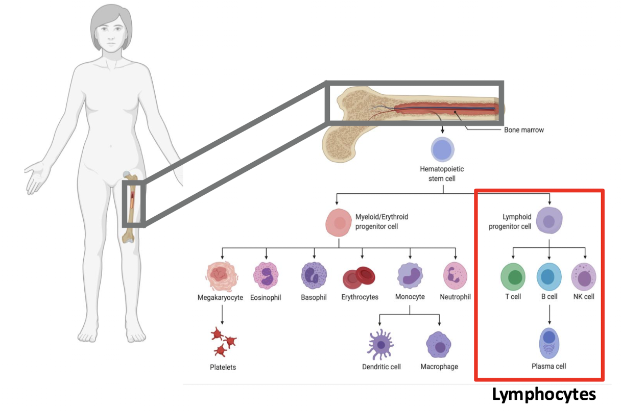 <p>hematopoietic stem cell (bone marrow) → Lymphoid progenitor cell → T cell, B cell, or NK cell</p><p>B cell can further develop into plasma cell</p>
