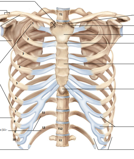 <p>Label the following:</p><ul><li><p>sternoclavicular joint</p></li><li><p>acromioclavicular joint</p></li><li><p>clavicle</p></li><li><p>scapula</p></li><li><p>true ribs</p></li><li><p>false ribs</p></li><li><p>floating ribs</p></li><li><p>sternum</p></li><li><p>suprasternal notch</p></li><li><p>clavicular notch</p></li><li><p>manubrium</p></li><li><p>angle</p></li><li><p>body</p></li><li><p>xiphoid process</p></li><li><p>costal cartilages</p></li><li><p>costal margin</p></li></ul><p></p>