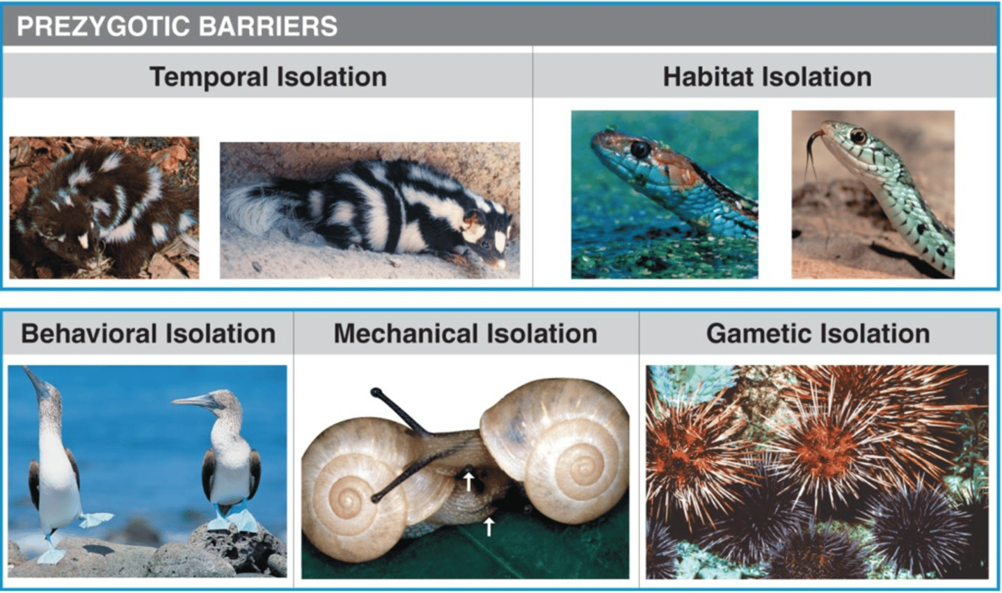 <p>temporal isolation, habitat isolation, behavioral isolation, mechanical isolation, gametic isolation</p>