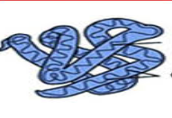 <p>Tertiary Structure of Protein</p>