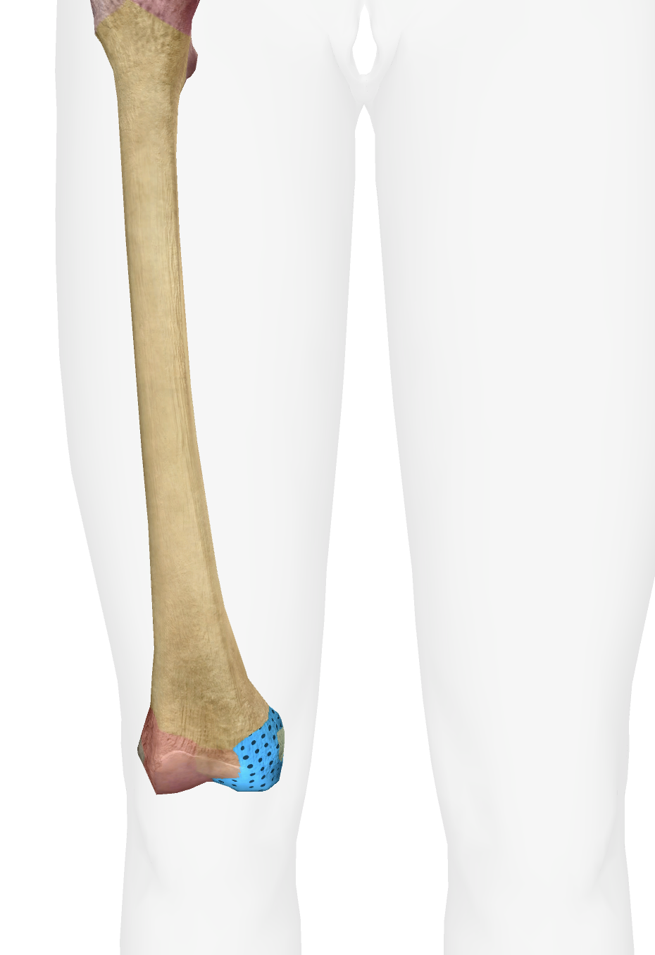 <p>What is this part of the femur </p>