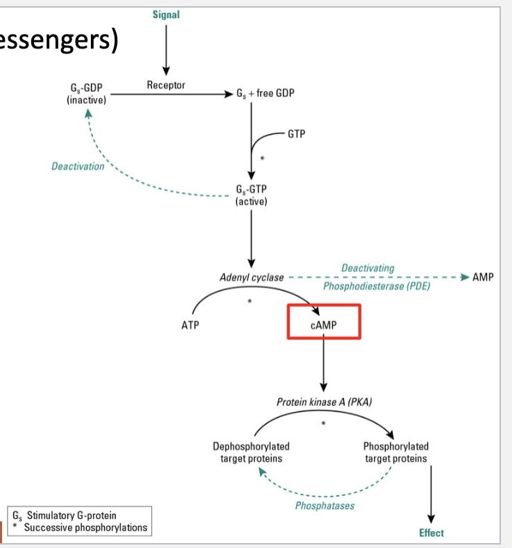 <p>• Serve to activate/deactivate proteins within the cell</p><p>• Cyclic AMP</p>