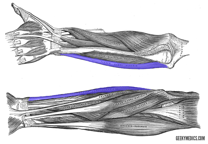 <p>Flexes and adducts wrist (wave)</p>
