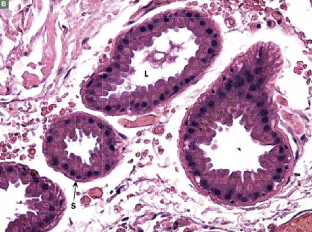 <p>Identify the Structure</p>