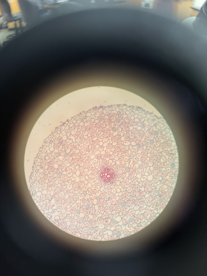 <ol><li><p>is this a monocot or a eudicot?</p></li><li><p>what structure is this?</p></li><li><p>what is the center made out of?</p></li></ol><p></p>