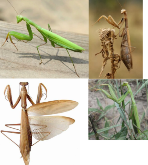 <p>ŘÁD- česky, latinsky</p><p>Podřád- /</p><p>Infrařád- /</p><p>Čeleď- /</p><p>Rod- /</p><p>Druh- česky</p><p>(predátoři, 50mm, zarostlé stepy, louky)</p>