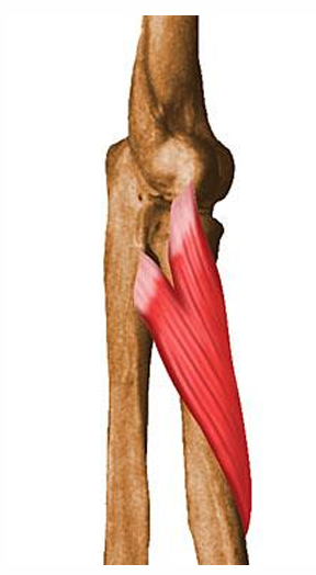 <p>m. supinator, o</p>