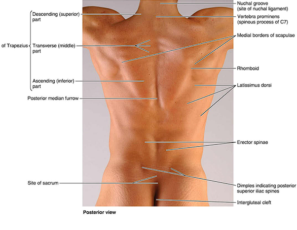 <ul><li><p>landmark that indicates the location of the vertebral spines</p></li><li><p>erector spinae muscles lie on both sides</p></li></ul><p></p>