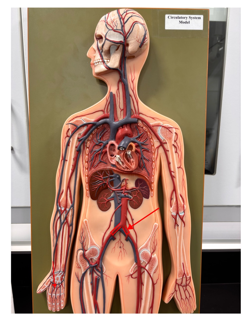 <p>name the blood vessel</p>