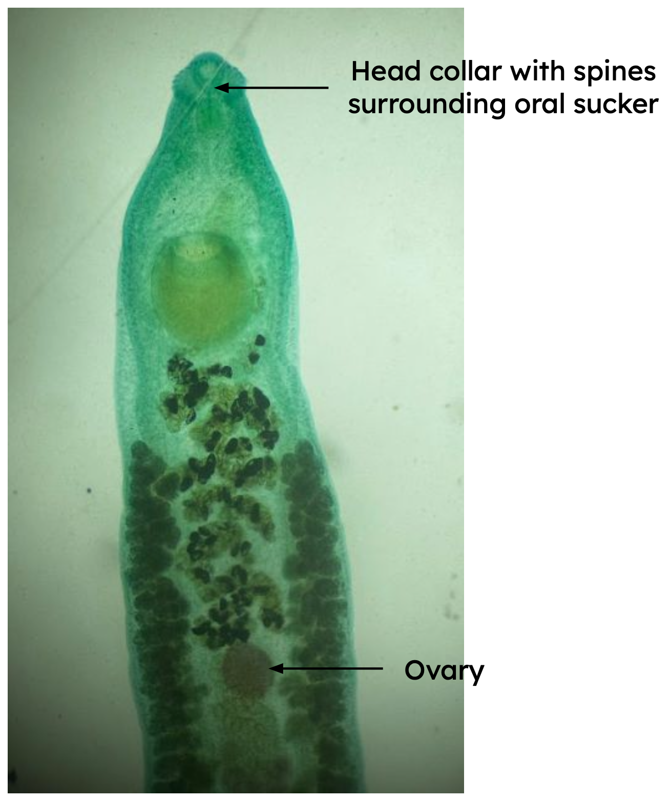 <p>Identification:</p><p>Common name:</p><p>Organ loc:</p><p>Intermediate Host:</p><p>Definitive Host:</p><p>Family: </p>