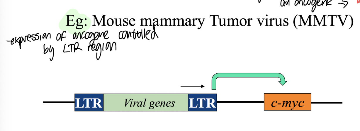 <p>An example of a cis-activating retrovirus is <strong>MMTV </strong>(Mouse mammary tumour virus), which promotes oncogenesis through the activation of cellular genes<strong><u> adjacent to its integration site. </u></strong></p><ul><li><p><strong><mark data-color="yellow" style="background-color: yellow; color: inherit;">Oncogenesis is highly dependent on where the viral genes integrate</mark></strong>, thus if they integrate near an oncogene, it can enhance its expression and <u>lead to tumour development → cancer</u></p></li><li><p>Integration away from oncogenes, will typically result in <u>no transformation or minimal effects on cellular function. </u></p></li><li><p>The <strong>LTR region </strong>in cis-activating retroviruses <strong>acts as a promoter</strong>, <span style="color: green;"><strong>driving the transcription of nearby oncogenes. </strong></span></p></li></ul><p></p>