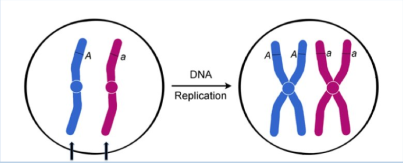 <p>before replication - single strand chromosomes </p><p>after replication - double strand chromosomes </p>