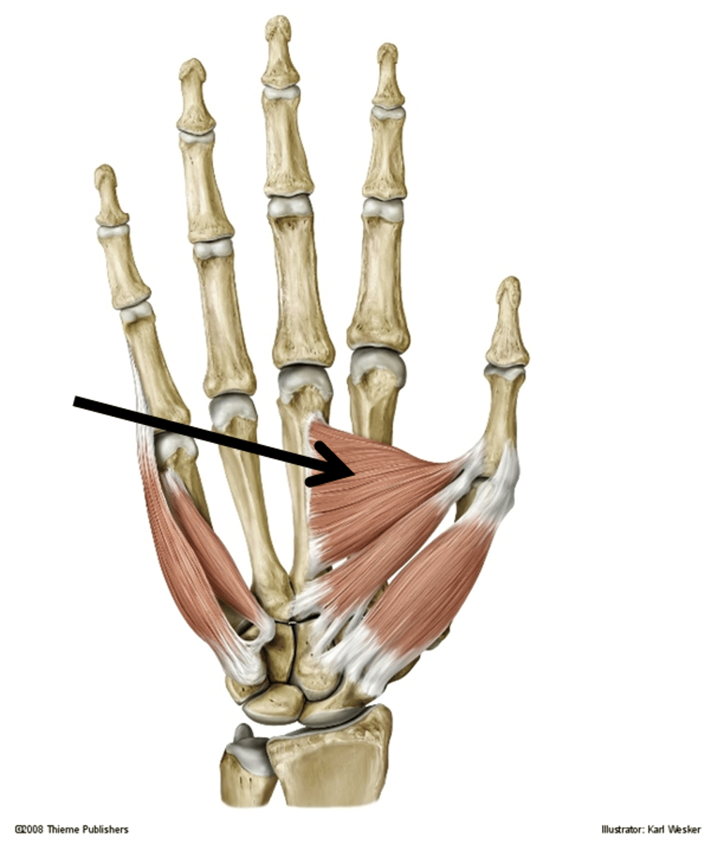 <p>Origin: Oblique head—base of 2nd and 3rd metacarpals and capitate; Transverse head—shaft of 3rd metacarpal.</p><p>Insertion: Ulnar side of base of proximal phalanx of thumb.</p><p>Innervation: Ulnar nerve.</p><p>Action: Adduction of thumb.</p>