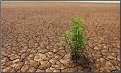 <p>first species to populate an area during succession</p>