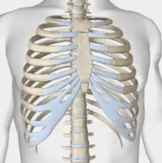 <p>the chest consisting of the sternum, ribs, and thoracic vertebrae; it is an elastic, bony cage that serves as a protective framework for the heart, lungs, and other internal organs</p>