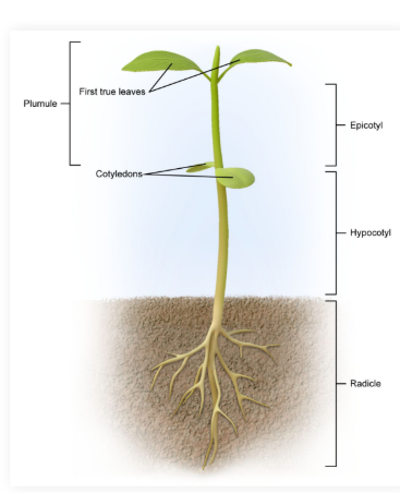 <p>The first leaves to appear on a seedling</p><ul><li><p>Contain nutrients from the seed to feed the growing seedling.</p></li></ul><p></p>