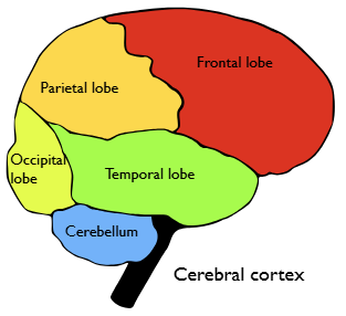 Bearbetar synintryck.