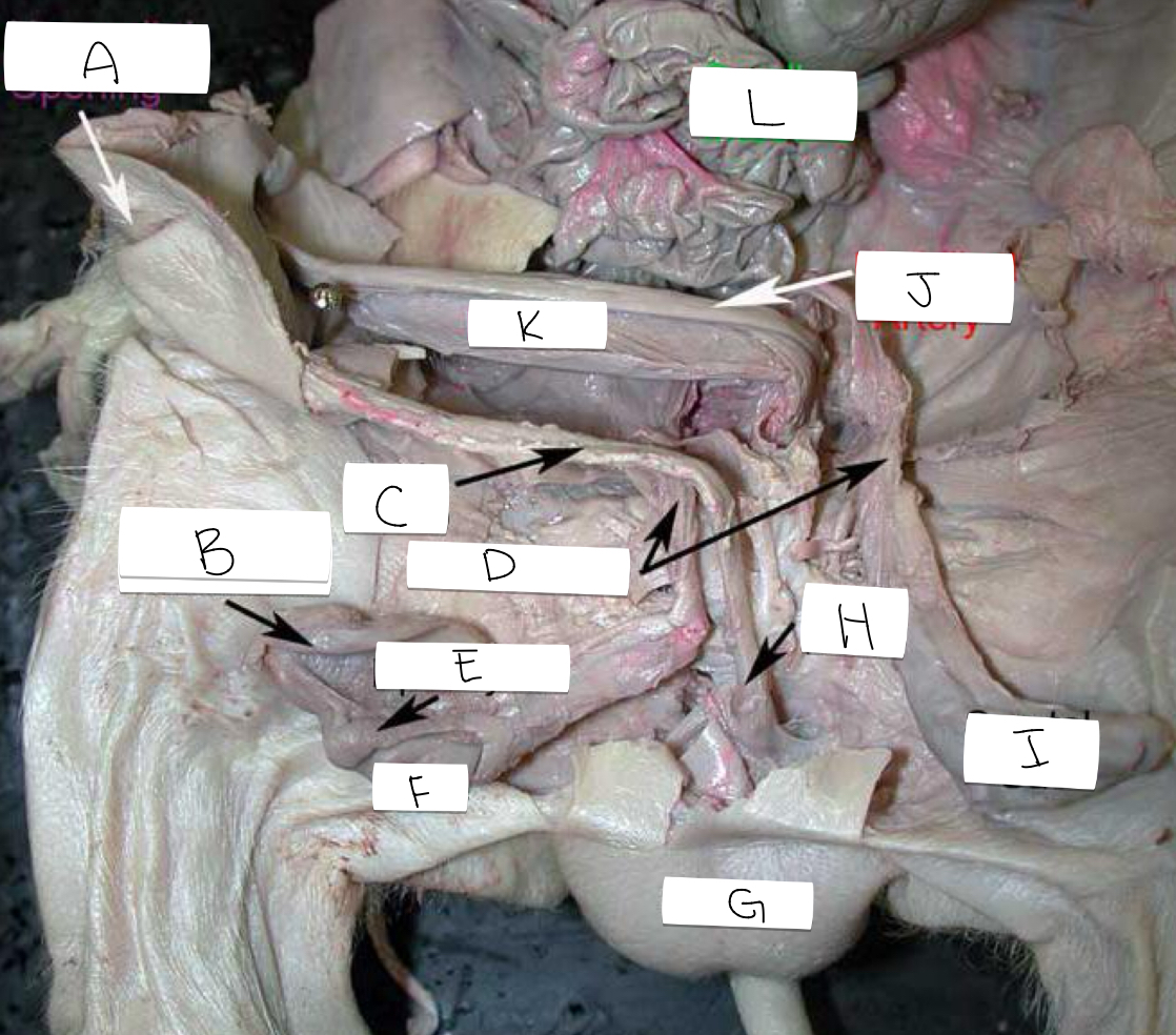 <p>I</p>