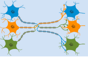 <p>Severed ends of the Schwann cell sheaths are slightly separated</p>
