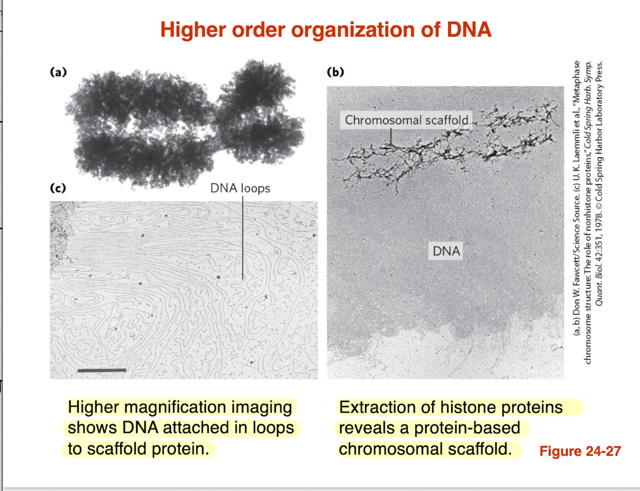 <ul><li><p>DNA is organized into <strong>looped domains</strong></p></li><li><p>Loops are <strong>anchored to a protein scaffold</strong> (chromosomal scaffold)</p></li><li><p>This scaffold becomes visible when <strong>histones are removed</strong></p></li><li><p>Helps <strong>compact DNA</strong> and organize chromosomes efficiently</p></li><li><p>Key idea: DNA is not random → it is <strong>structured into loops for packing + regulation</strong></p></li></ul><p></p>