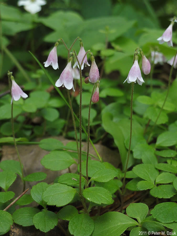 <p>Twinflower</p>