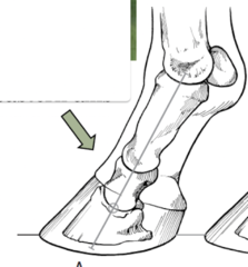 <p>Is this an ideal pastern angle? Tell us about it.</p>