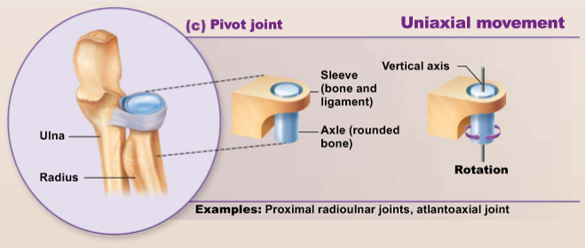 <p>Articulating surfaces are usually a rounded/pointed surface articulating with a ring (formed partly by another bone &amp; partly by a ligament), allowing for movement in line with the longitudinal axis of the bones (rotation)</p><ul><li><p><u>Examples:</u></p><ul><li><p>Atlantoaxial joint (neck) b/w first 2 vertebra → head rotation</p></li><li><p>Radioulnar joint - rotates palm of hand from facing upwards → downwards</p></li></ul></li></ul><p></p>