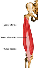 <p>extend leg at knee joint</p>