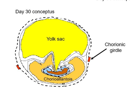 <ul><li><p>has both a choriovitelline and chorioallantoic placenta</p></li><li><p>a small gap forms between the two = chorionic girdle</p></li></ul><p></p>