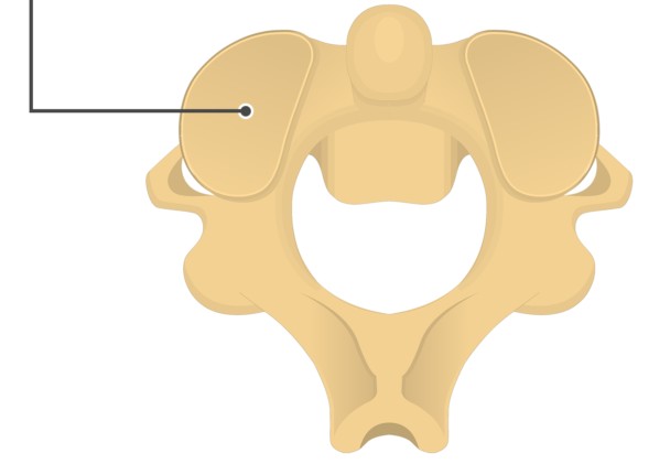 <p>Smooth, nearly flat, articular surface</p>