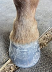 <p>What condition is this?</p>