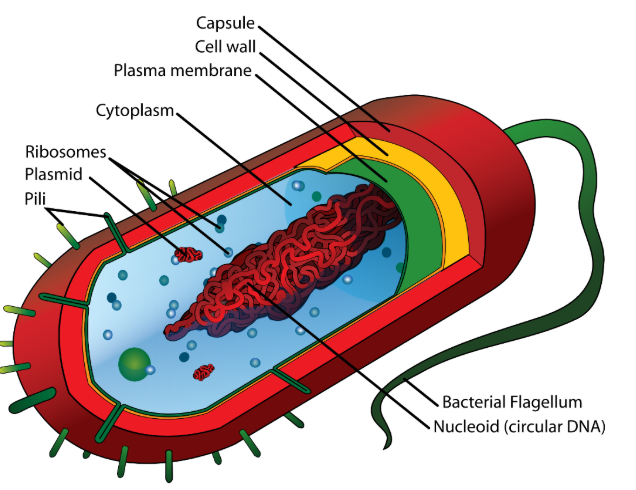 <p>Outer capsule offers protection</p><p>Stiff cell wall made of peptidoglycan</p><p>No membrane-bound organelles (some free ribosomes present)</p><p>Chromosome is a single loop of DNA called a plasmid.</p><p>Often have one or more flagellum (for locomotion) and many pili (hair-like structures to stick to surfaces)</p>